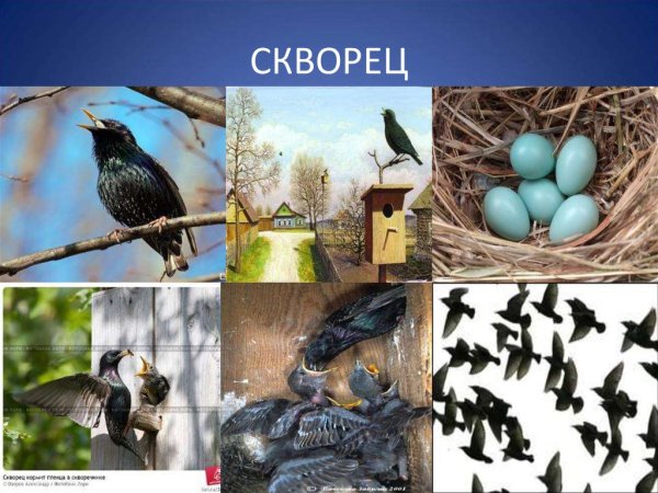 Какие птицы прилетают