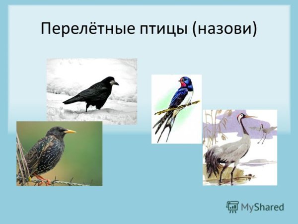 Скворец