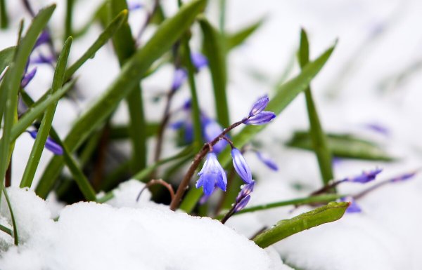 Калуга ранняя Весна