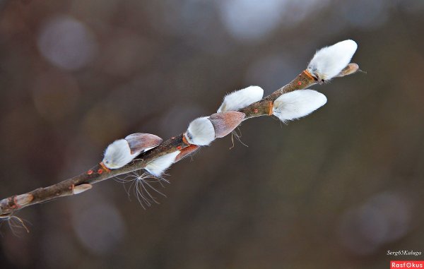 Калуга река Ока мост