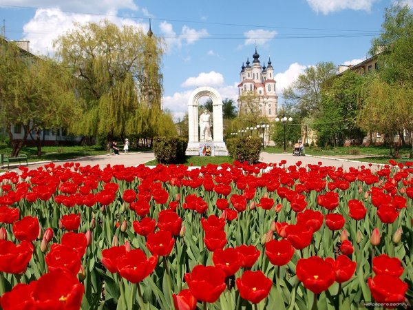 Калуга цветники
