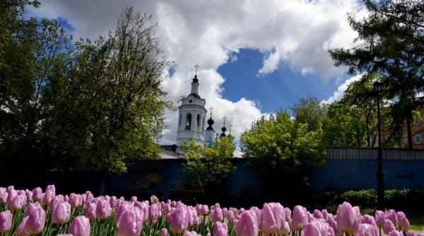 Деревья цветут весной в прохладную погоду