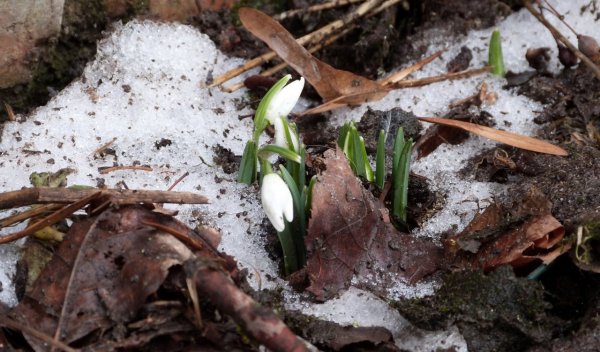 Калуга ранняя Весна