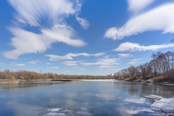 Тюльпан с днем Победы!