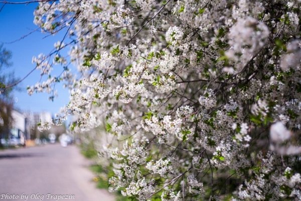 Купола Тихонова пустынь