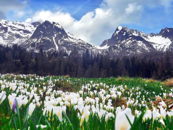 Альпийские Луга Кавказа . Эдельвейс