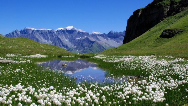 Альпийские Луга Швейцария
