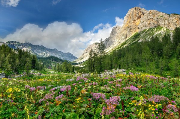 Альпийские Луга Риффельальп