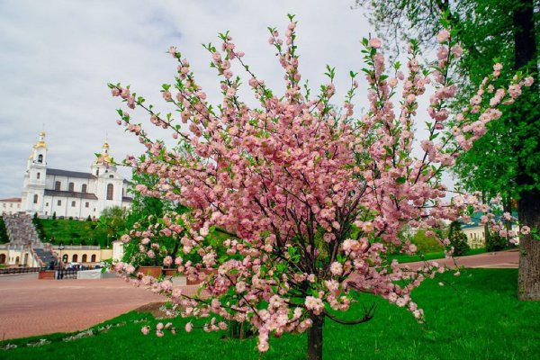 Ботанический сад Витебск фото