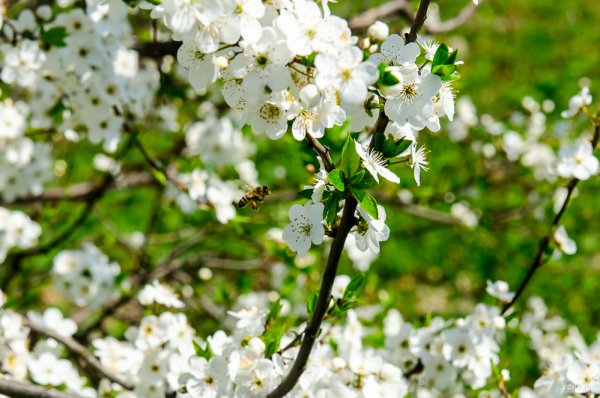 Минск Весна