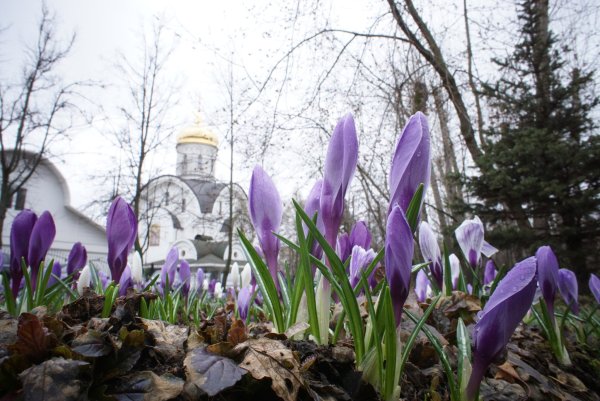 Петровский сквер Тамбов
