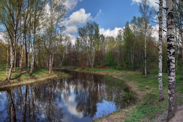 Растительность Белоруссии