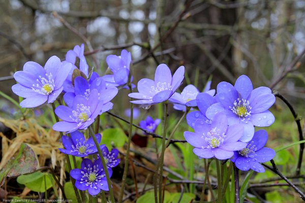 Пейзажи весенние и летние
