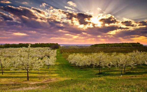 Апрельское утро природа