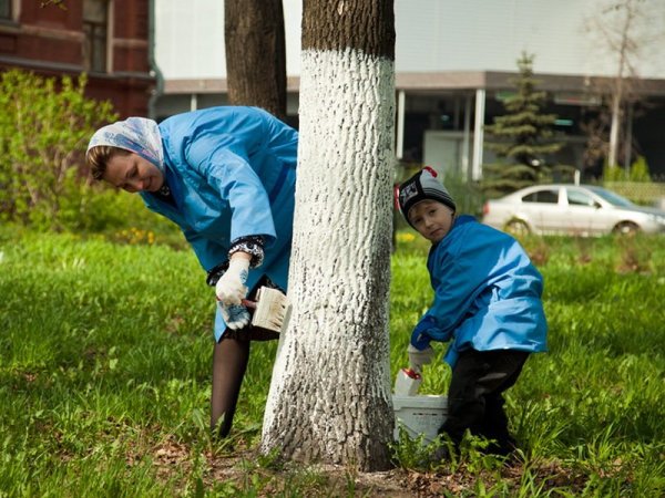 Побелка деревьев в парке