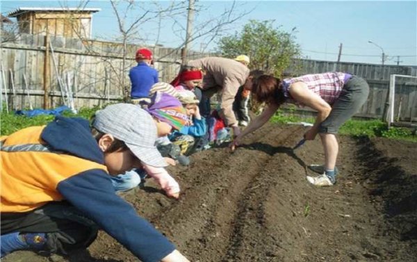Труд в огороде