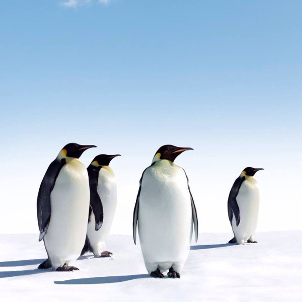 Пингвины прилетели