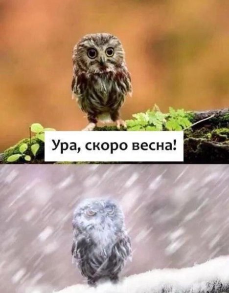 Совы приколы с надписями