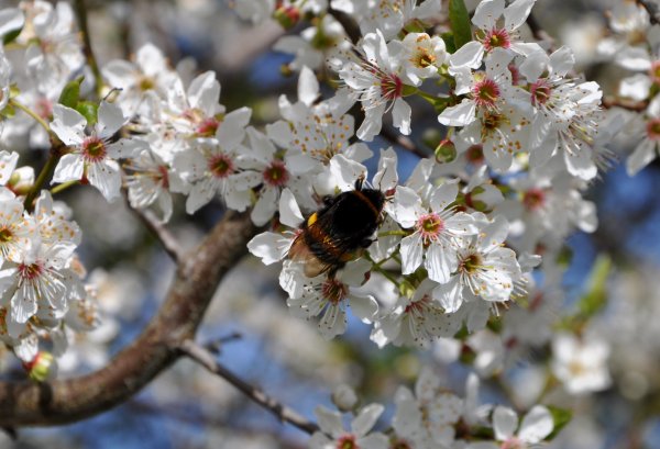Весна прекрасная пора
