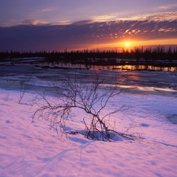 Весна в тундре