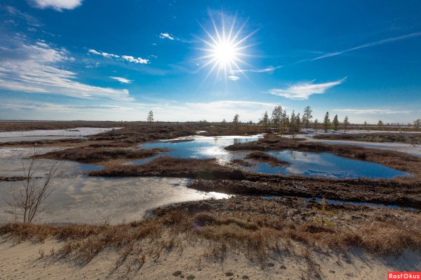 Лесотундра Ямал Весна