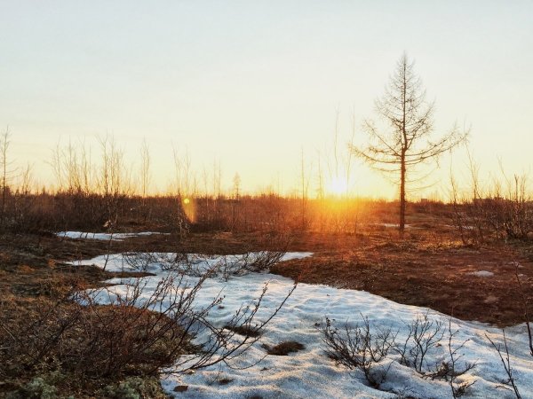 Весна в тундре Ямал