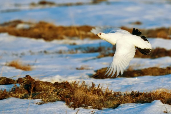 Ямал лесотундра весной