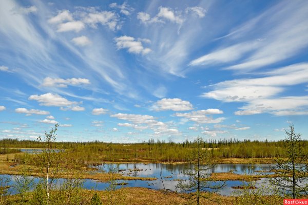 Новый Уренгой природа