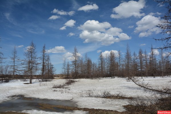 Лесотундра Ямал Весна