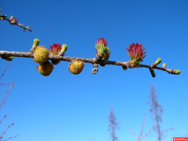 Уральская лиственница весной