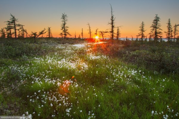Тундра Норильск лето