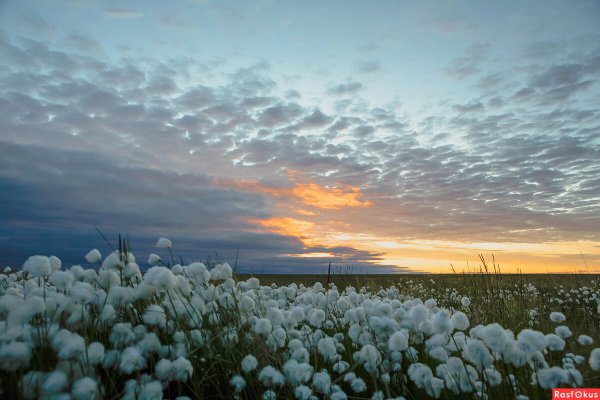 Таймыр полуостров растительность