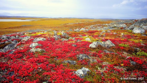 Тазовская тундра