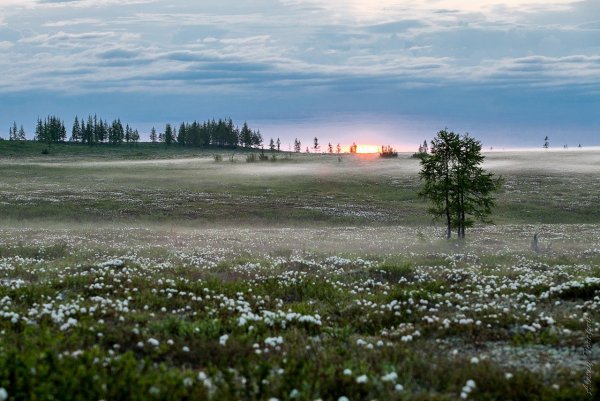 Природа ЯНАО апрель Весна