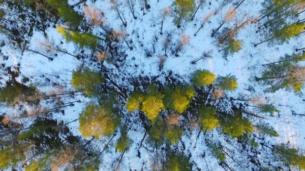 Салехардская тундра