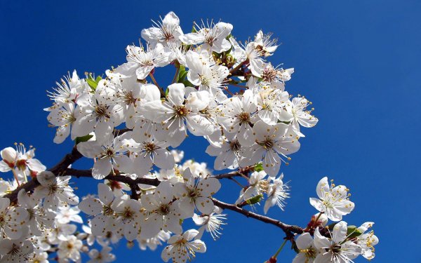 Цветущие деревья