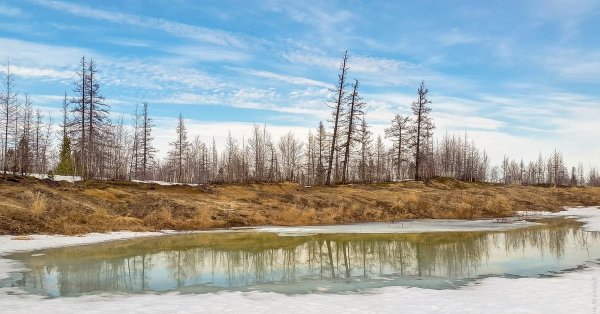 Тальник в Якутии