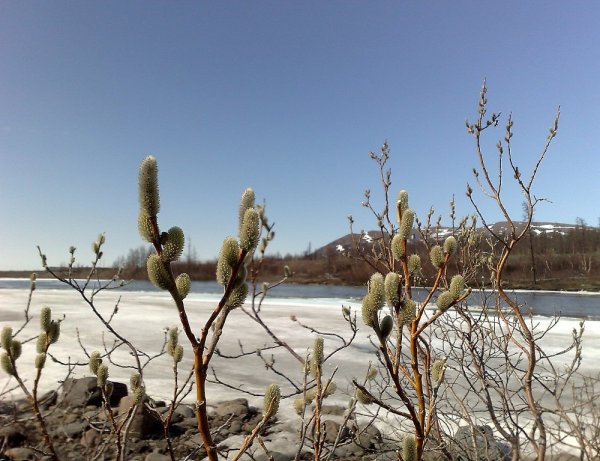 Природа Воркуты тундра пушица