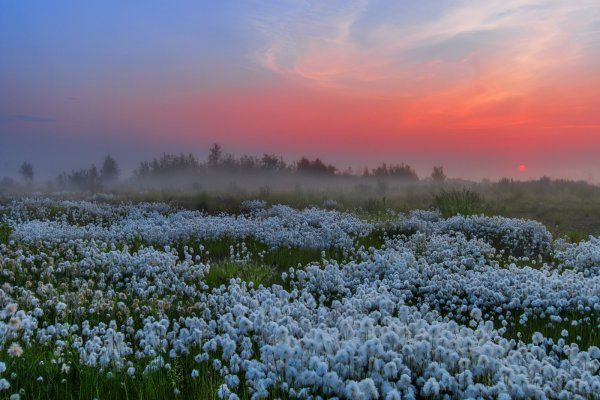 Ненецкий автономный округ растение пушица
