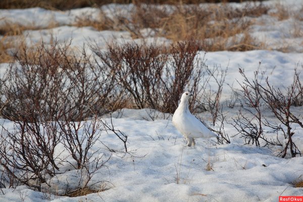 Ленинградская область заболоченность