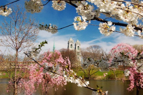 Весна цветущие сады