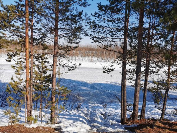 Весенний пейзаж