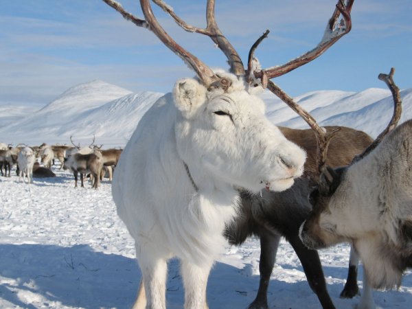 Флора полярного Урала