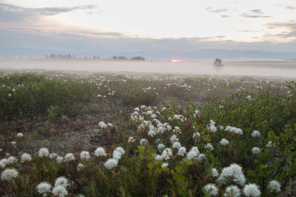 Цветущая тундра Чукотка