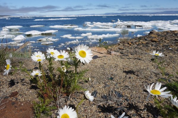 Тундра Ненецкий автономный округ
