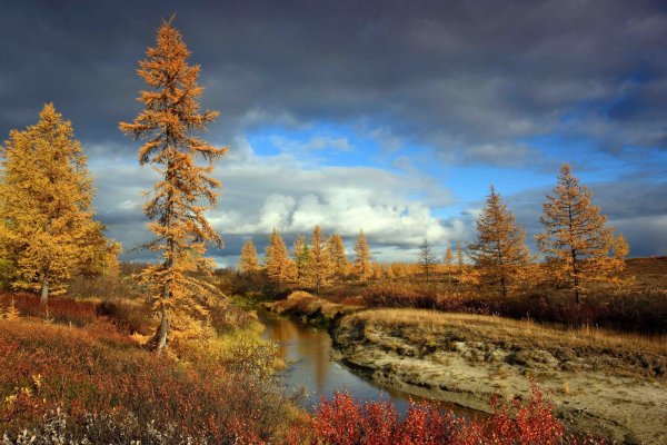 Гыданский заповедник тундра