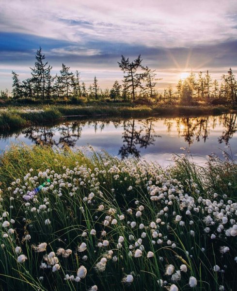 Тундра полуостров Ямал