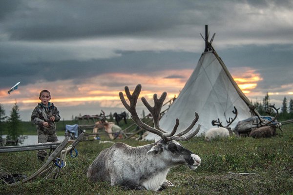 Северные олени Ненецкий автономный округ