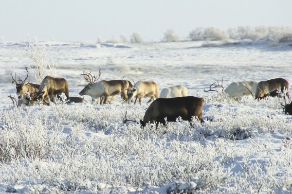 Ледоход Салехард