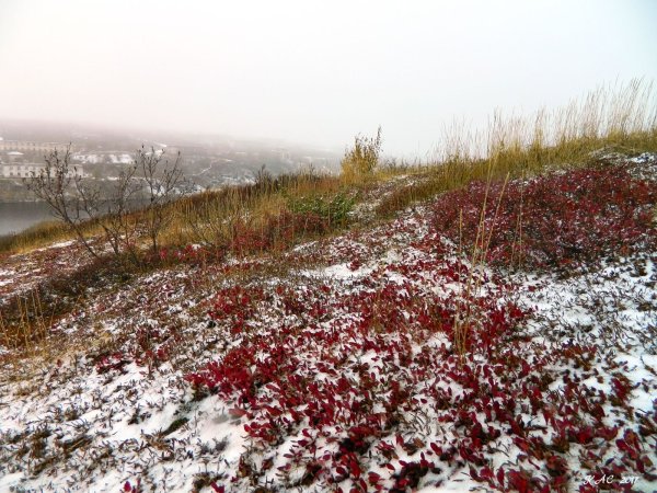 Тундра полуостров Ямал